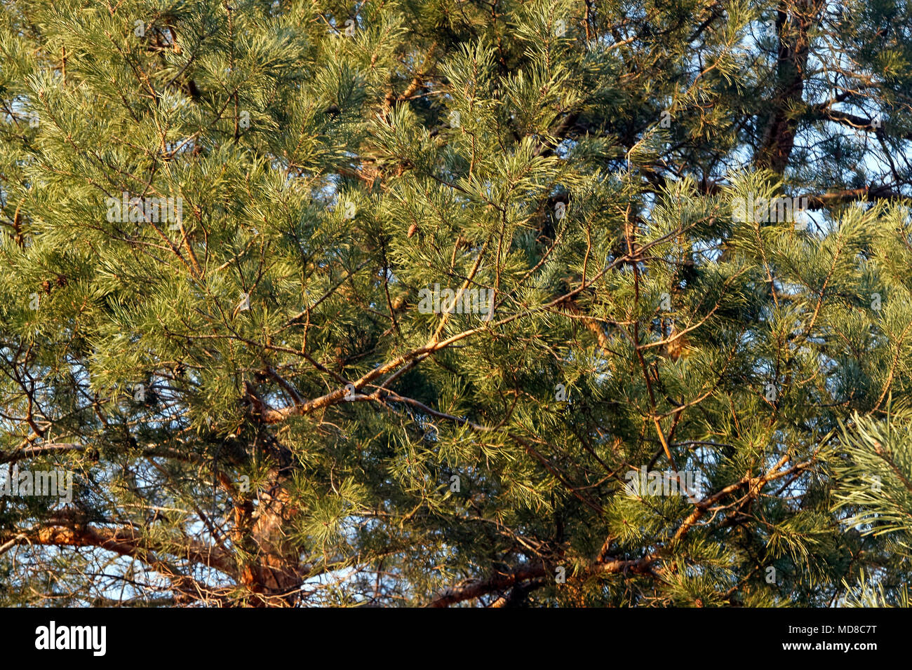 Bellissima e sempreverde Pino rami. La natura dello sfondo. Foto Stock