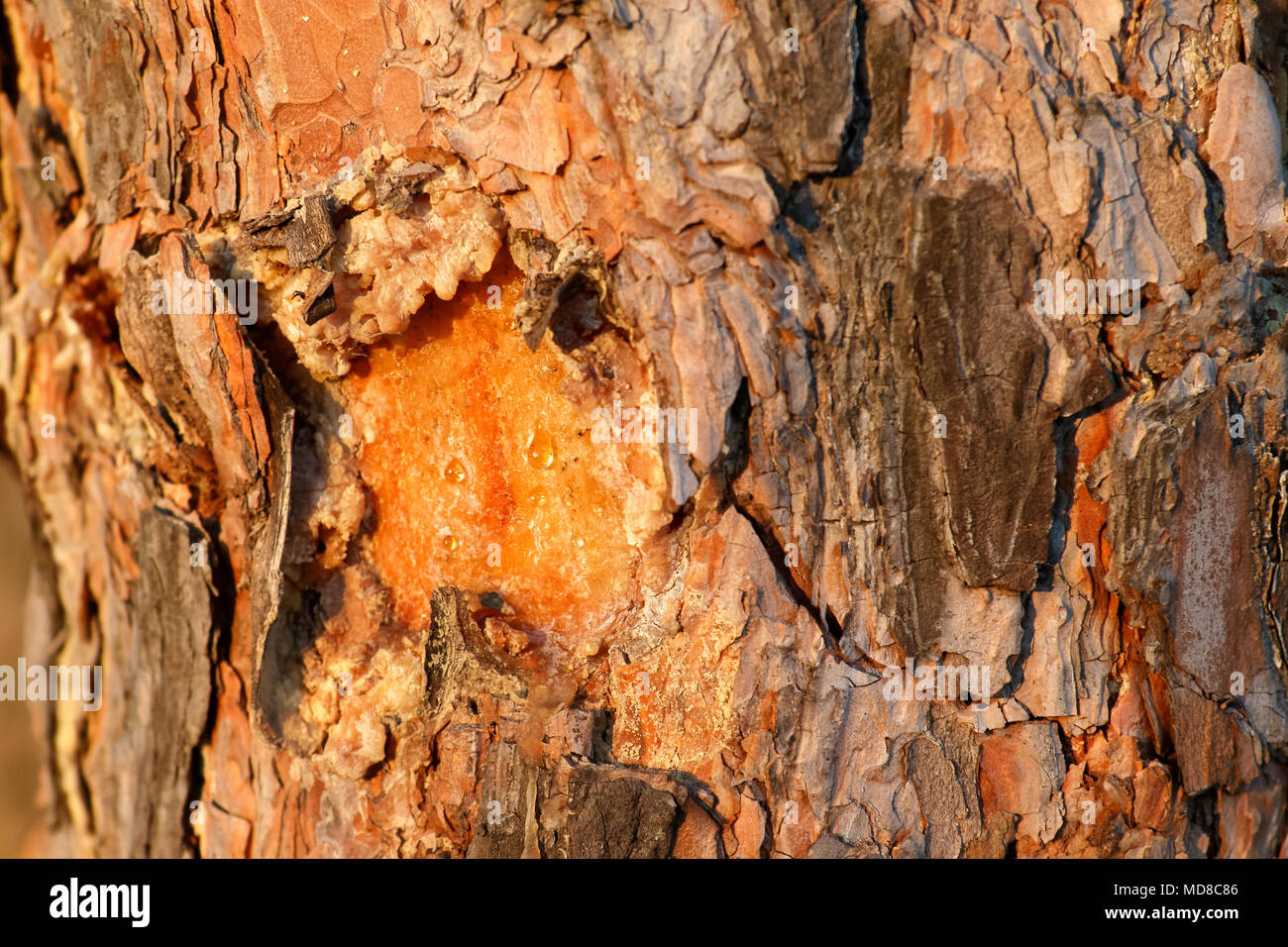 Vista ravvicinata di organico la corteccia di un pino secolare texture. Natura Sfondo legno. Foto Stock