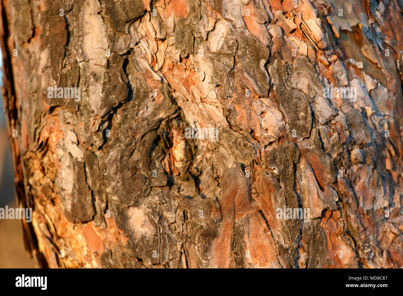 Vista ravvicinata di organico la corteccia di un pino secolare texture. Natura Sfondo legno. Foto Stock