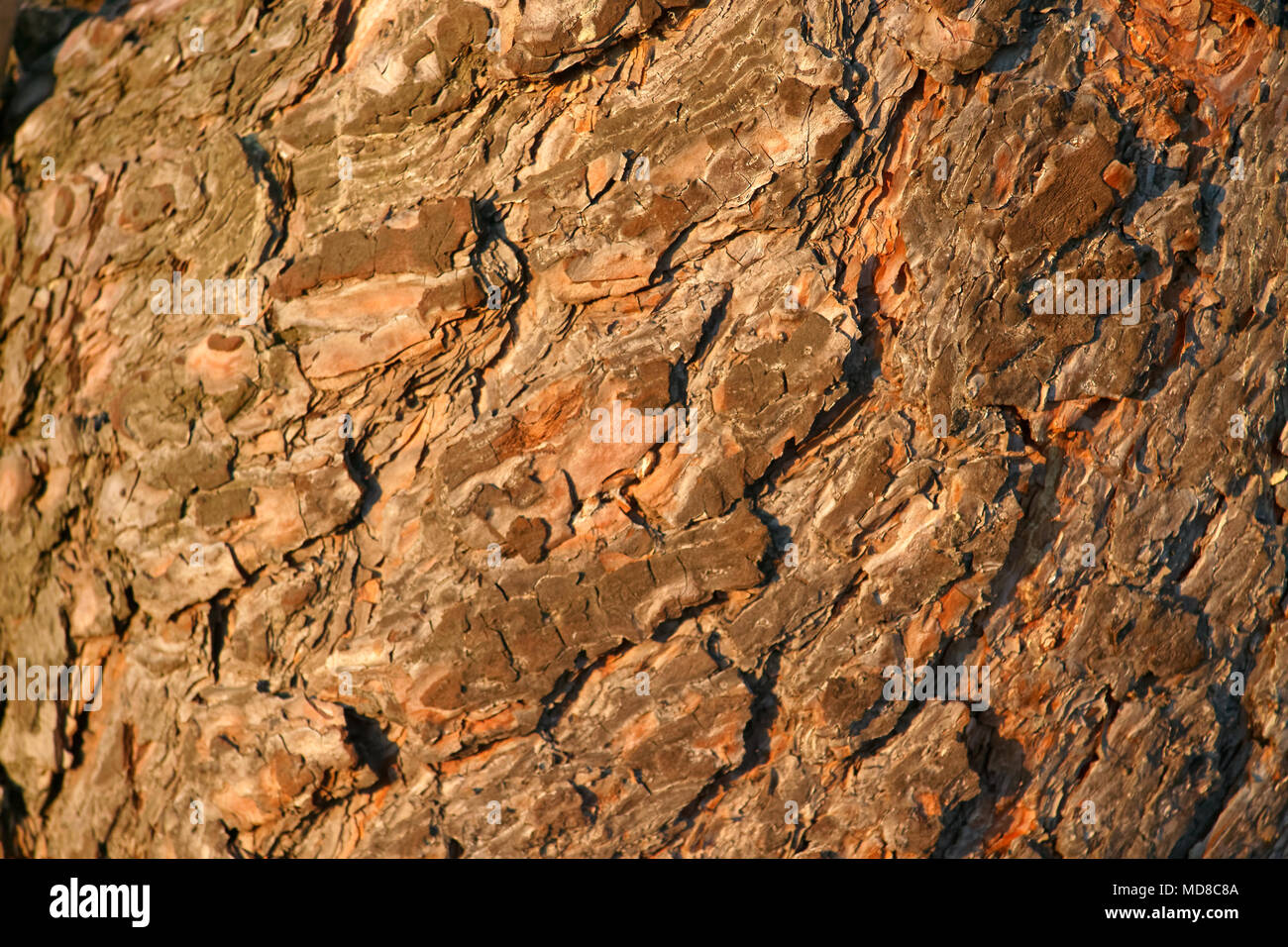 Vista ravvicinata di organico la corteccia di un pino secolare texture. Natura Sfondo legno. Foto Stock