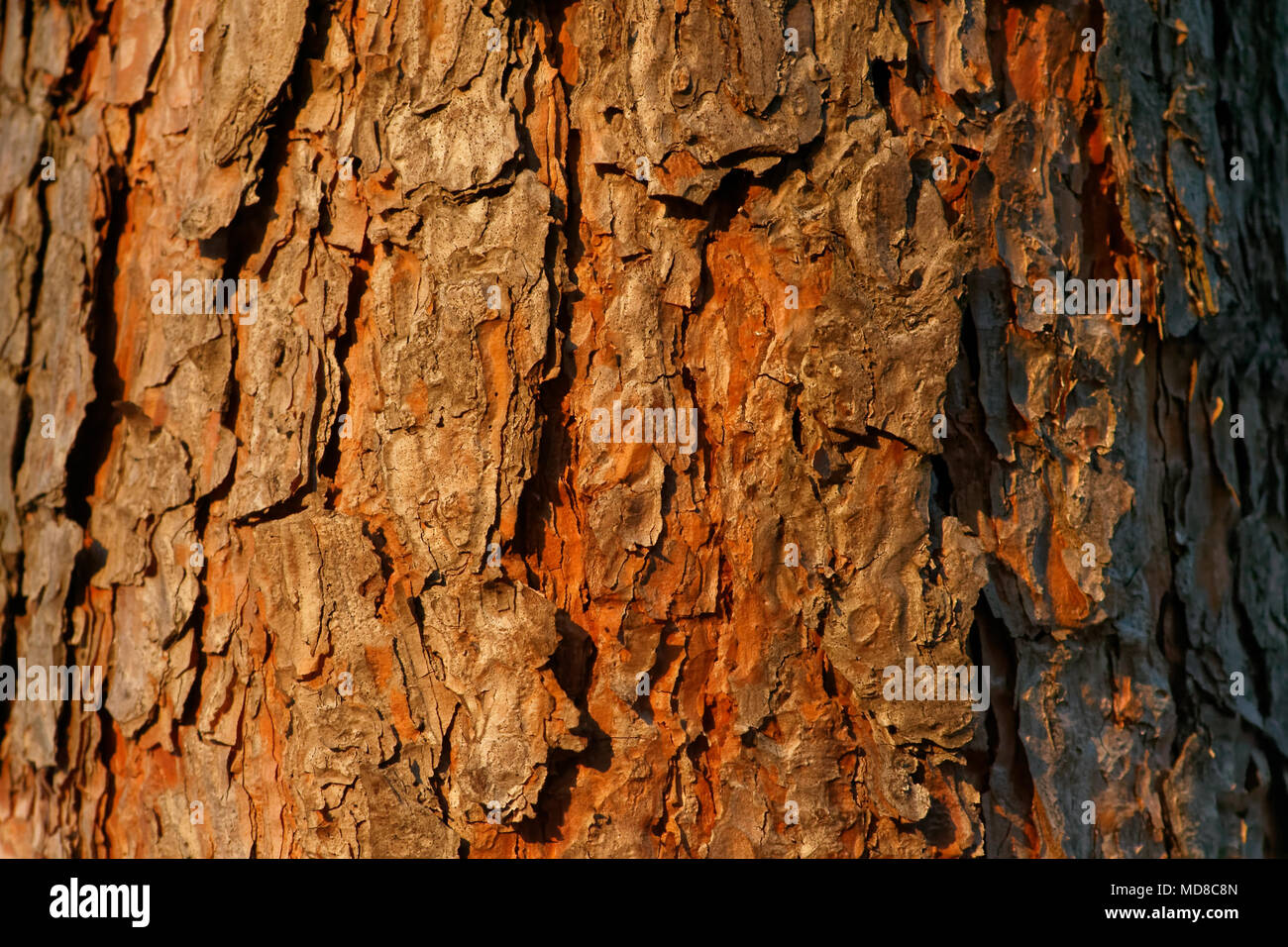 Vista ravvicinata di organico la corteccia di un pino secolare texture. Natura Sfondo legno. Foto Stock