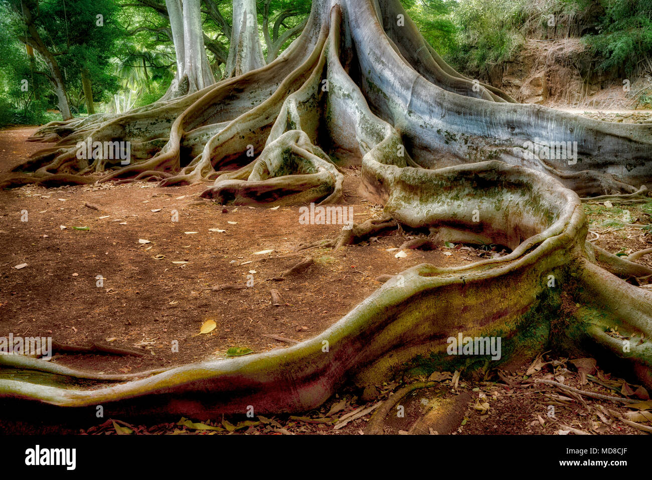 Morton Bay gli alberi di Fig. Alerton giardini. In jurassic park film Foto Stock