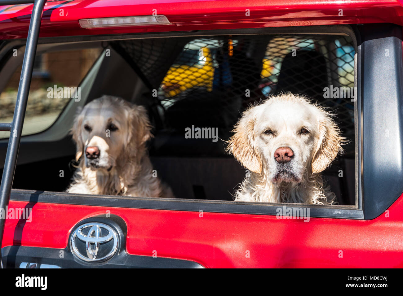 Due wet & sporco color platino Golden Retriever cani nel retro di un SUV carrello. Foto Stock Due wet & sporco color platino Golden Retriever cani nel retro di un SUV carrello. Foto Stock