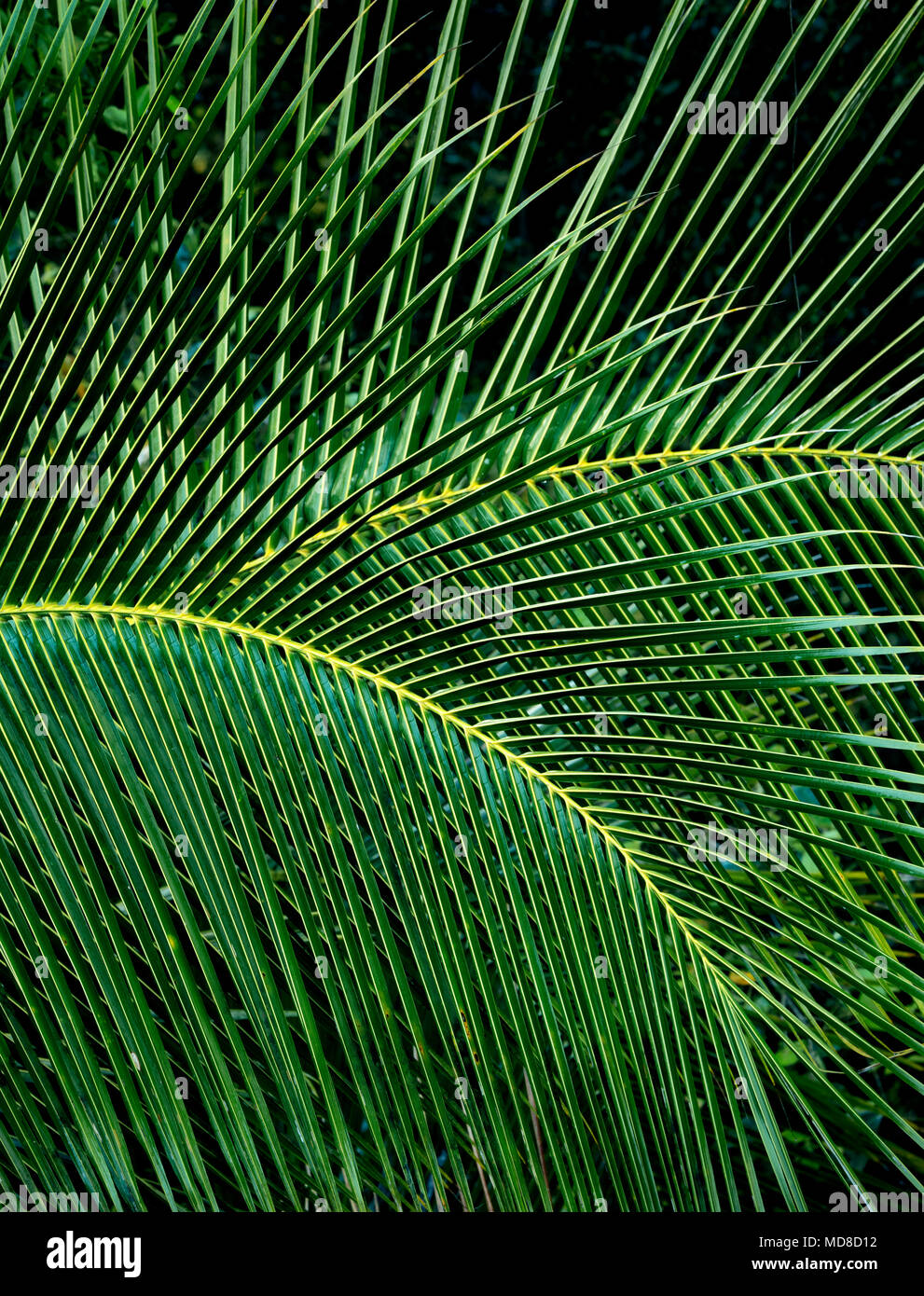 Close up di Palma foglie. Kauai, Hawaii Foto Stock