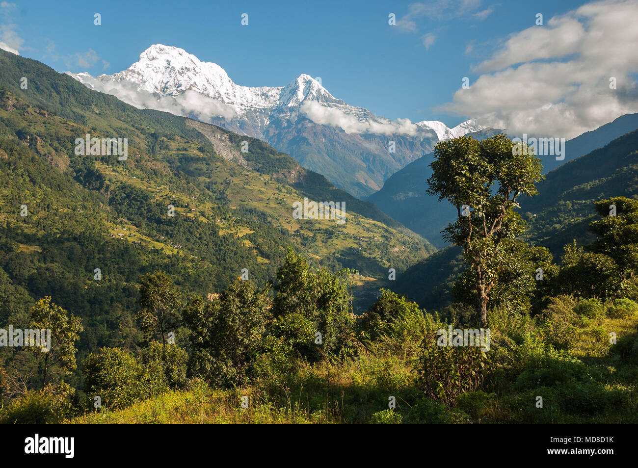 Panorami Modi Khola Valle del verde, colline terrazzate e piccoli insediamenti Nepalese sulle verdi colline di seguito ghiacciate montagne Annapurna Foto Stock