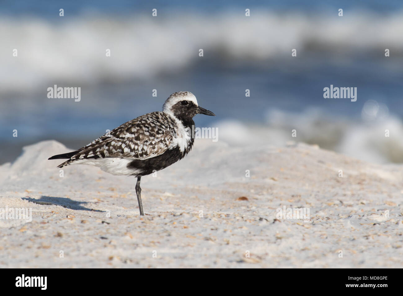 Un rospo plover lungo il litorale del Golfo del Messico, Stati Uniti d'America. Foto Stock