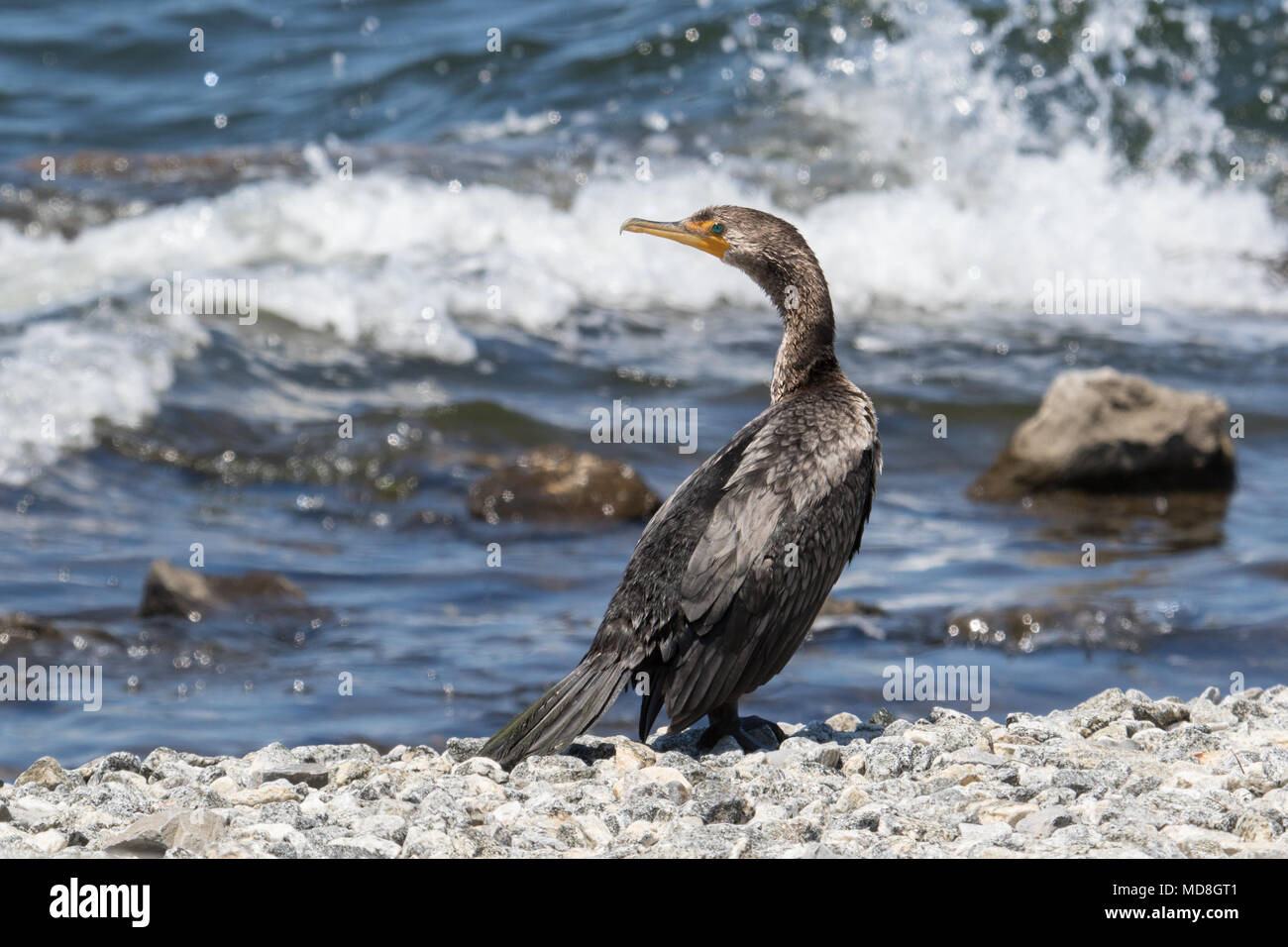 Un doppio di cormorani crestato lungo la costa della Florida, Stati Uniti d'America. Foto Stock