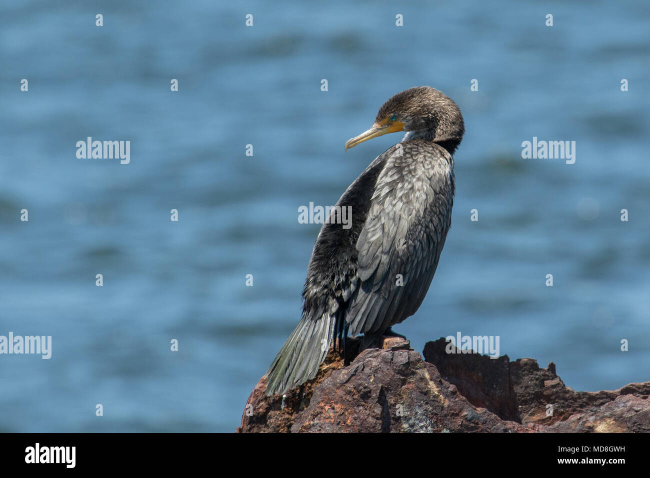 Un doppio di cormorani crestato lungo la costa della Florida, Stati Uniti d'America. Foto Stock