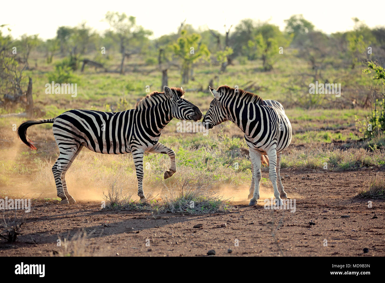 La Burchell zebre (Equus quagga burchelli), Adulto, due maschi combattimenti, il comportamento sociale, Kruger National Park, Sud Africa Foto Stock