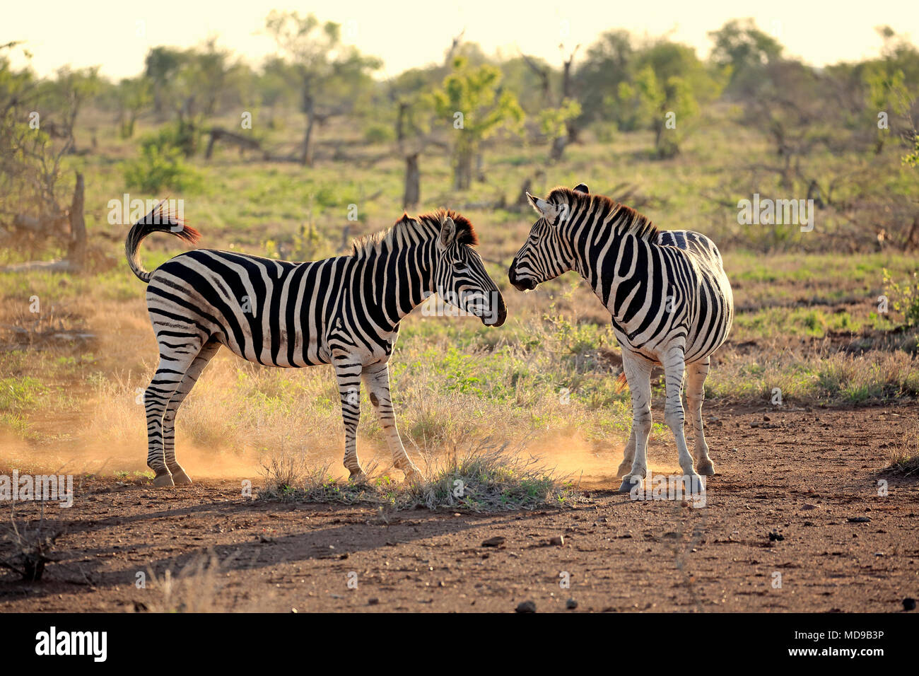 La Burchell zebre (Equus quagga burchelli), Adulto, due maschi combattimenti, il comportamento sociale, Kruger National Park, Sud Africa Foto Stock