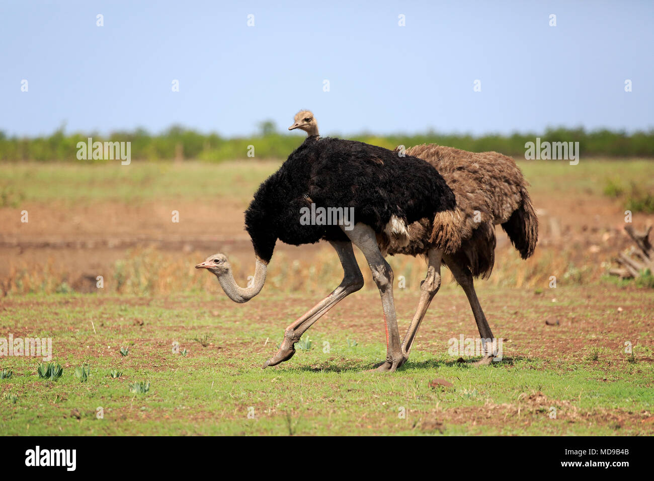 Funny South African struzzi (Struthio camelus australis), Adulto, animale coppia, acceso, Kruger National Park, Sud Africa Foto Stock
