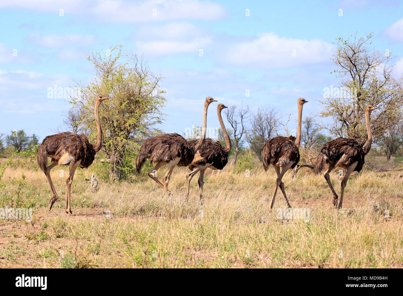 South African struzzi (Struthio camelus australis), Adulto, gruppo con femmina, acceso, Kruger National Park, Sud Africa Foto Stock