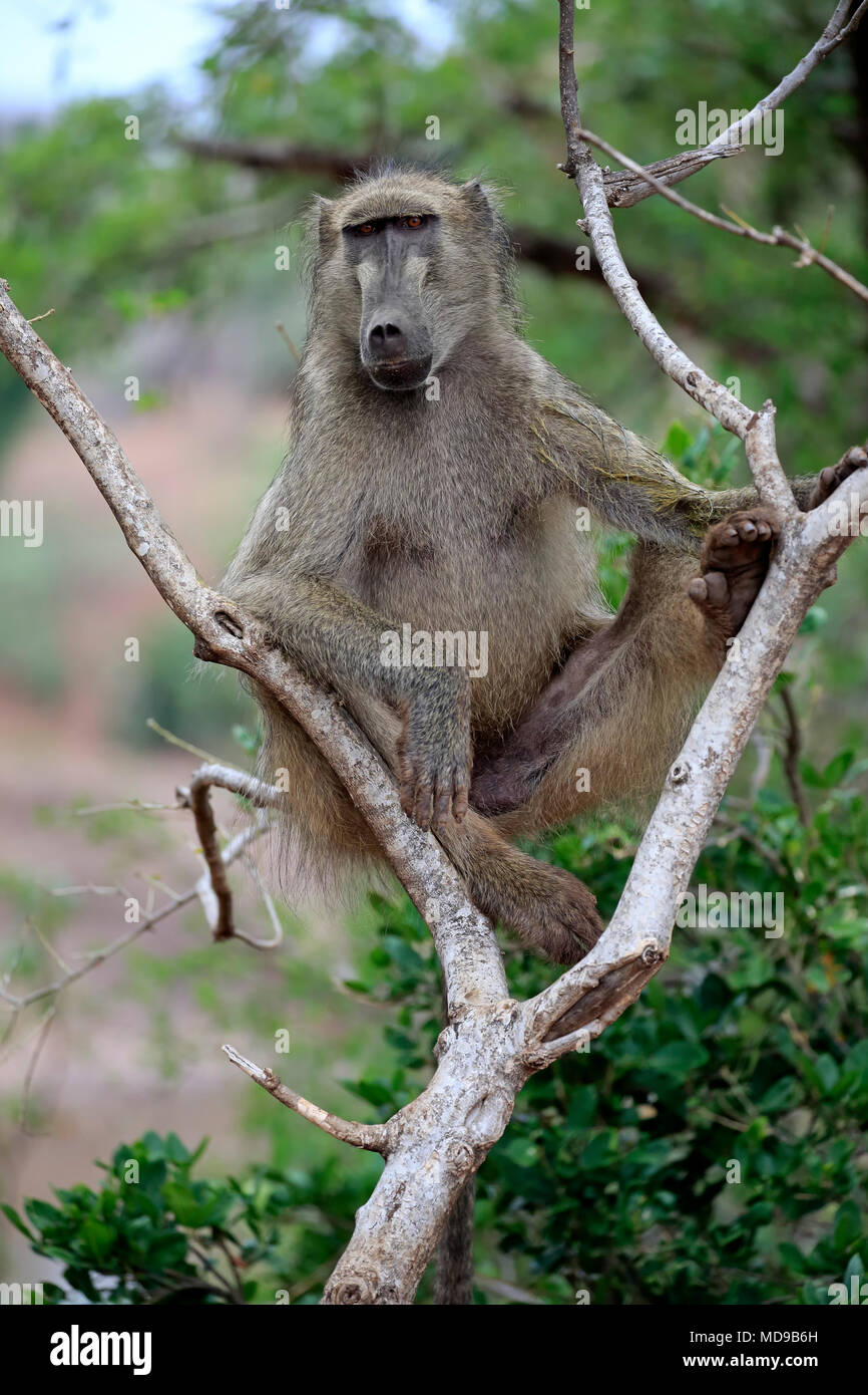 Chacma baboon (Papio ursinus), Adulto si siede su un albero e orologi, attento, il Parco Nazionale Kruger, Sud Africa Foto Stock