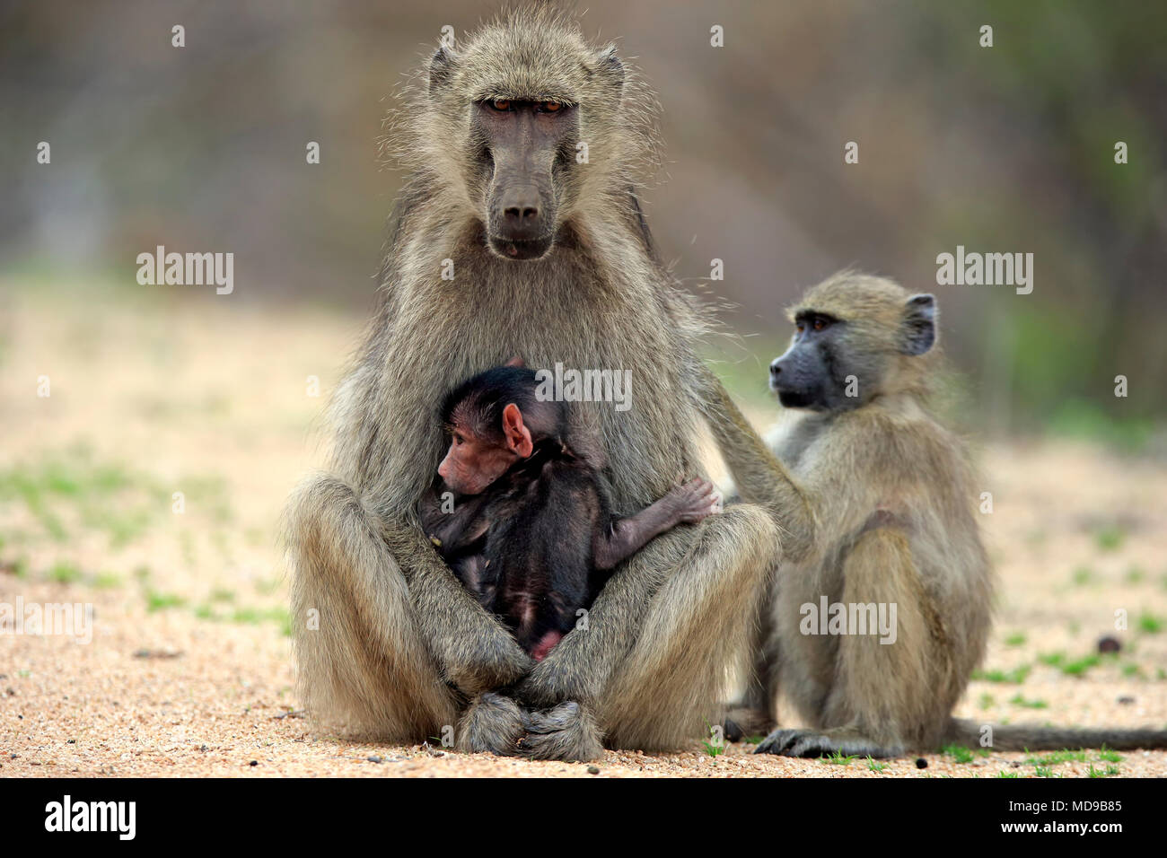 Chacma baboon (Papio ursinus), Adulto, femmina con due giovani animali, toelettatura, comportamento sociale, Parco Nazionale Kruger Foto Stock