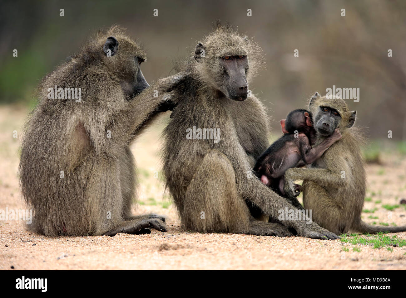 I babbuini Chacma (Papio ursinus), Adulto, due femmine con due giovani animali, il comportamento sociale, toelettatura, gruppo Foto Stock