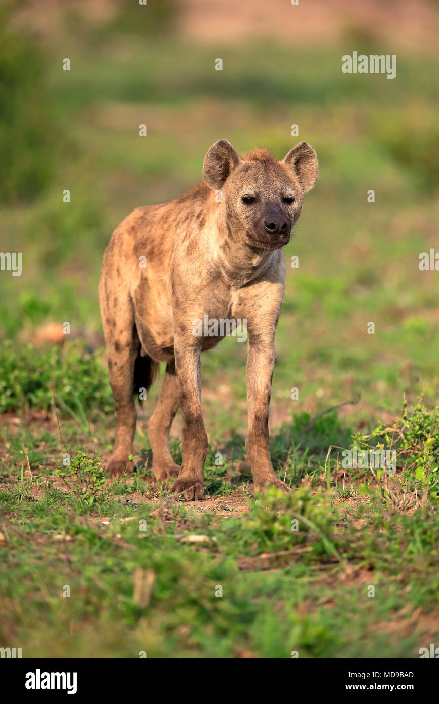 Spotted hyena (Crocuta crocuta), Adulto, Kruger National Park, Sud Africa Foto Stock