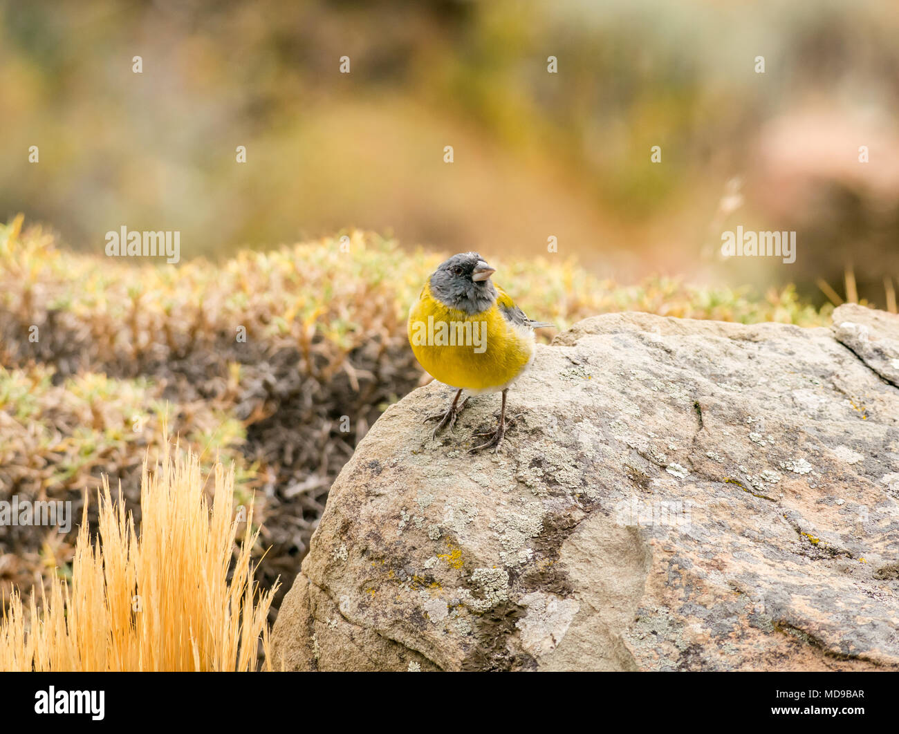 Nasello di Patagonia sierra finch, Phrygilus patagonicus, sulle rocce, il Parco Nazionale di Torres del Paine nella Patagonia cilena, Sud America Foto Stock