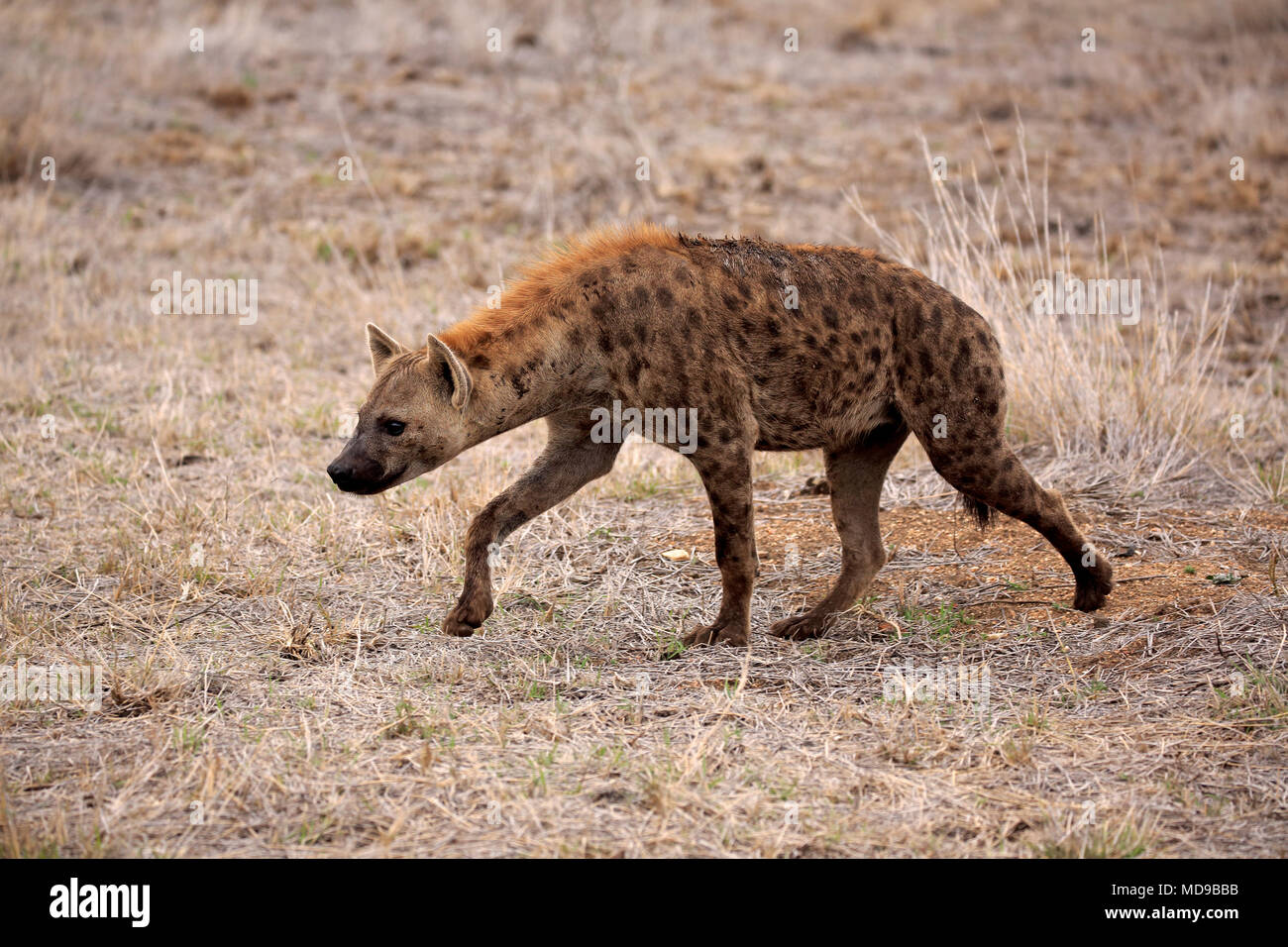 Spotted hyena (Crocuta crocuta), Adulto, stalking prati secchi, avviso Kruger National Park, Sud Africa Foto Stock