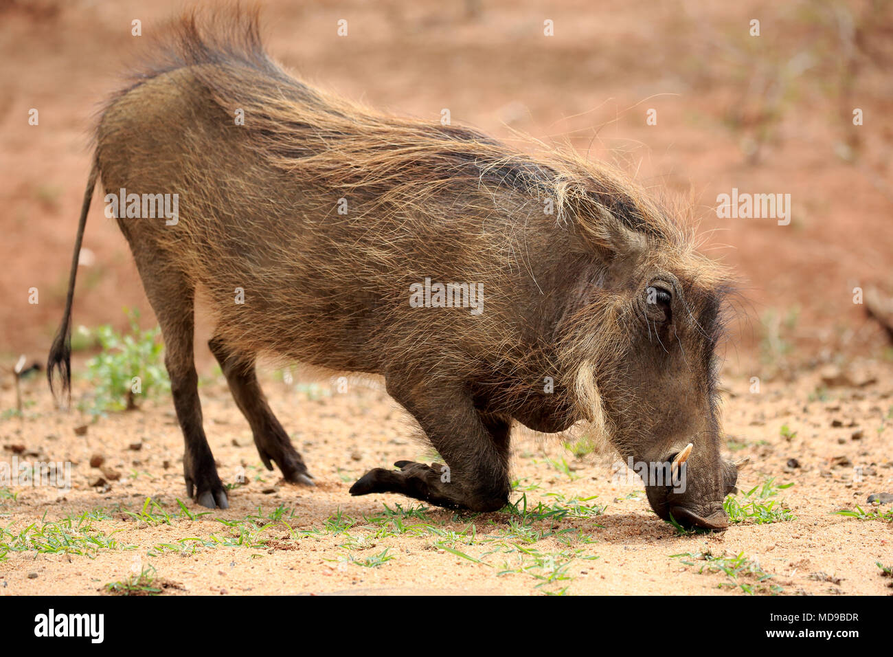Warthog (Phacochoerus aethiopicus), Adulto alimentazione, Kruger National Park, Sud Africa Foto Stock