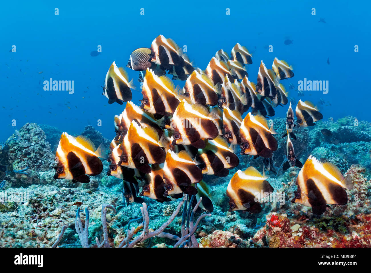 Sciame di pesce bannerfish fantasma (Heniochus pleurotaenia) Oceano Indiano, Maldive Foto Stock