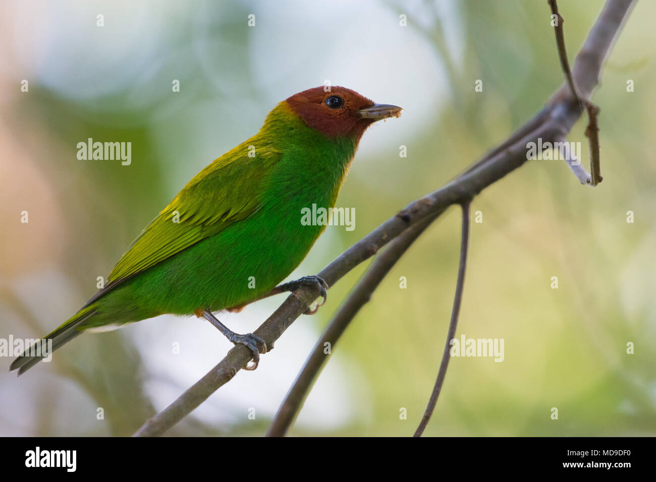 Una baia con testa (Tanager Tangara gyrola) appollaiato su un ramo. La Colombia, Sud America. Foto Stock