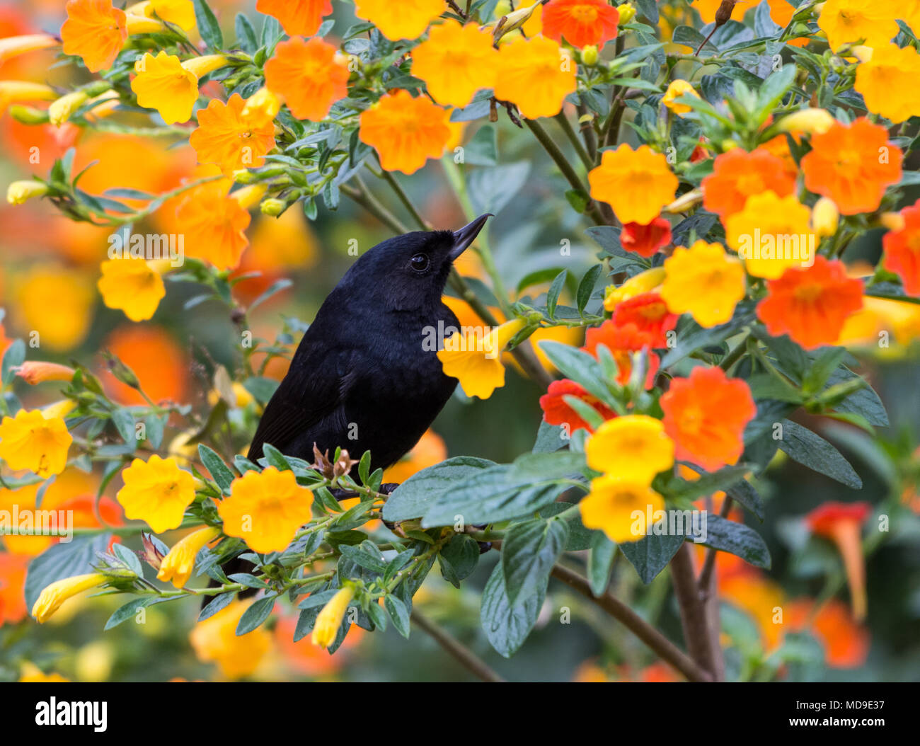 Un Nero Flowerpiercer (Diglossa humeralis) alimentazione sul fiore sboccia. El Dorado riserva. La Colombia, Sud America. Foto Stock