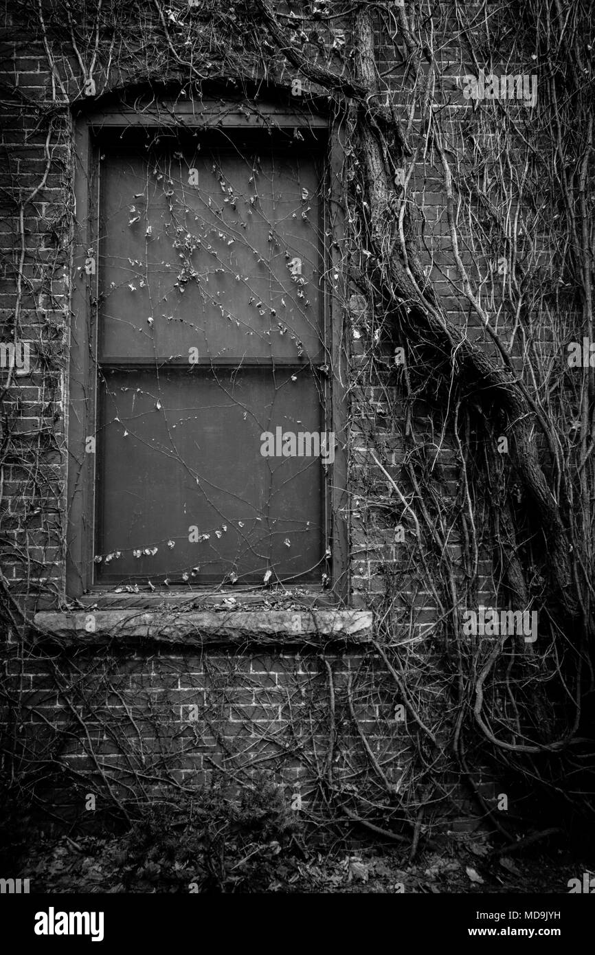 Una finestra su un muro di mattoni di un vecchio edificio che è stato superato con vitigni. Foto Stock