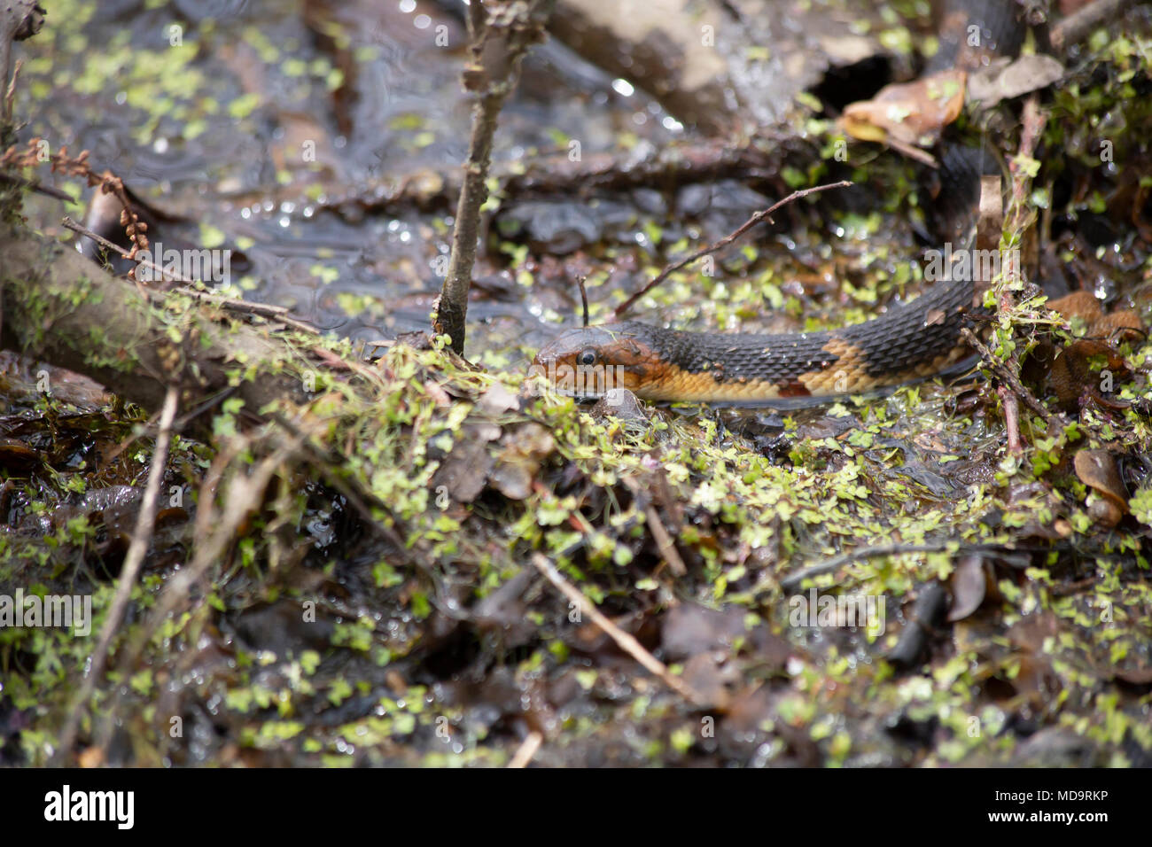 Ampio acqua nastrati snake nuoto verso un arto caduto in una palude Foto Stock