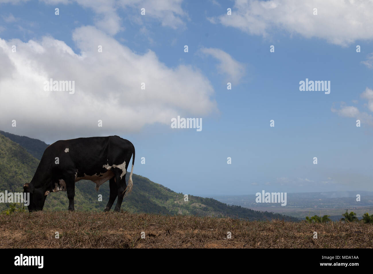 Mucca che pascolo sulla collina vicino a Puerto Plata Foto Stock