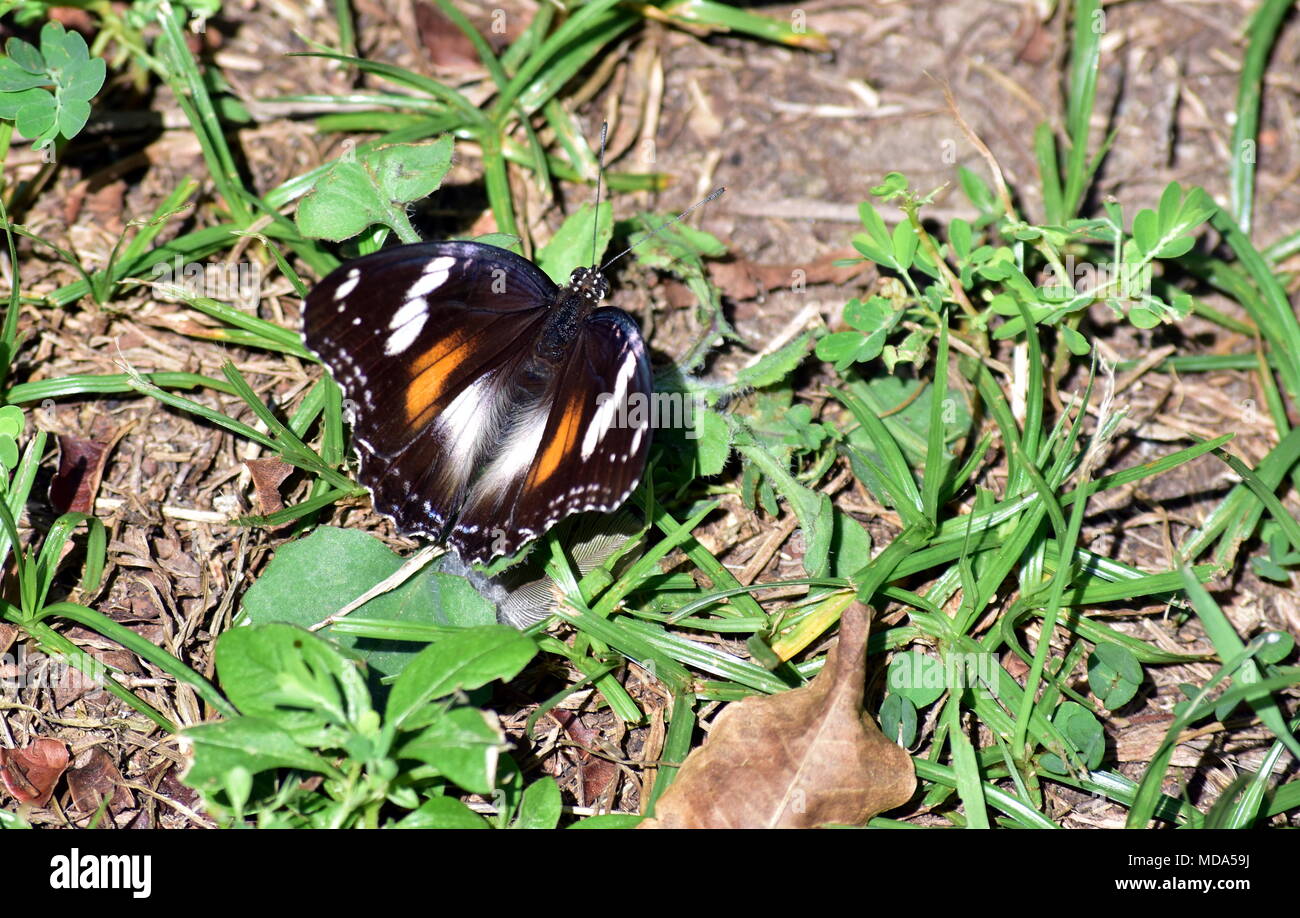 Butterfly Hypolimnas bolina Foto Stock