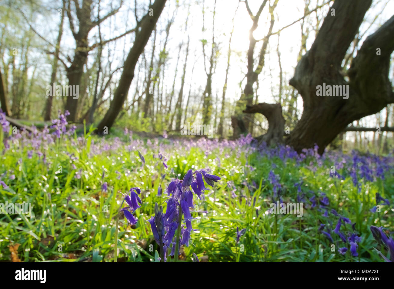 Norsey legno, Billericay, Essex, Regno Unito. 18 Aprile, 2018. Regno Unito: Meteo Bluebells hanno iniziato a fiorire in legno Norsey Credit: Ben rettore/Alamy Live News Foto Stock