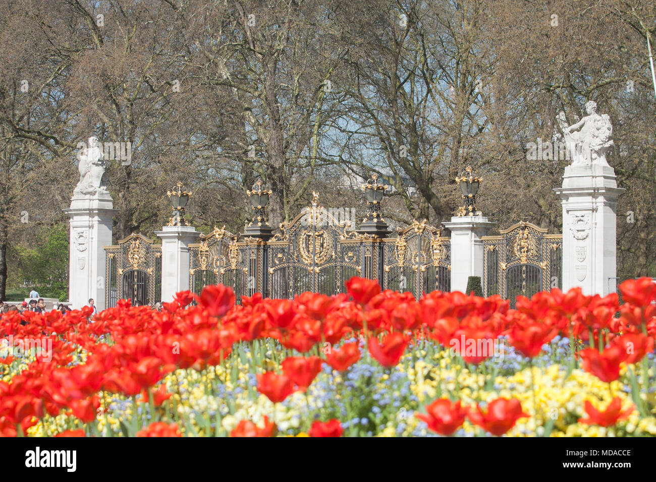 Londra REGNO UNITO. Il 19 aprile 2018. Regno Unito Meteo: pedoni a piedi passato un letto di tulipani rossi bagnata dal sole primaverile di fronte a Buckingham Palace. Oggi è stato il più caldo dell'anno Credito: amer ghazzal/Alamy Live News Foto Stock