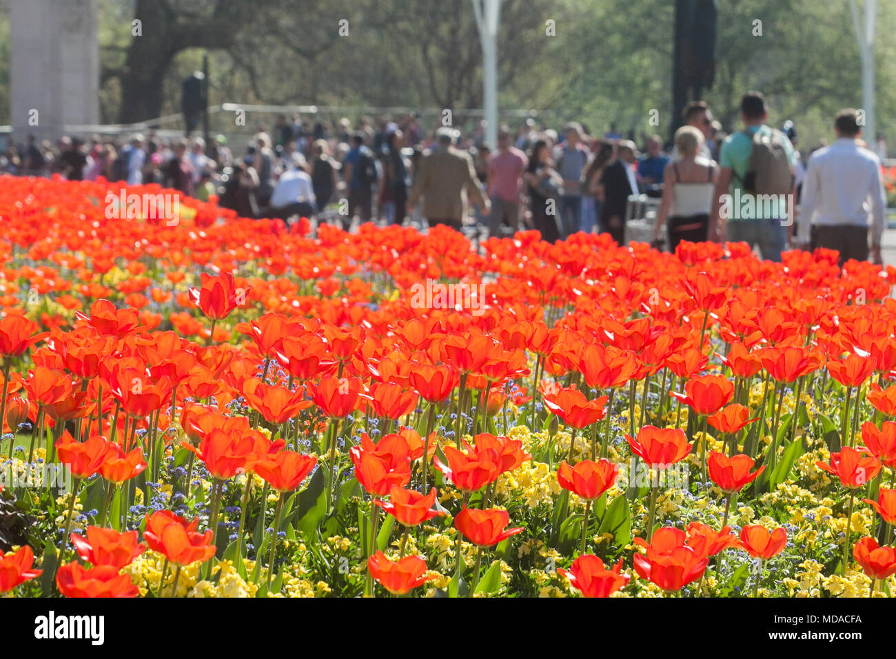 Londra REGNO UNITO. Il 19 aprile 2018. Regno Unito Meteo: pedoni a piedi passato un letto di tulipani rossi bagnata dal sole primaverile di fronte a Buckingham Palace. Oggi è stato il giorno più caldo dell'anno Credito: amer ghazzal/Alamy Live News Foto Stock