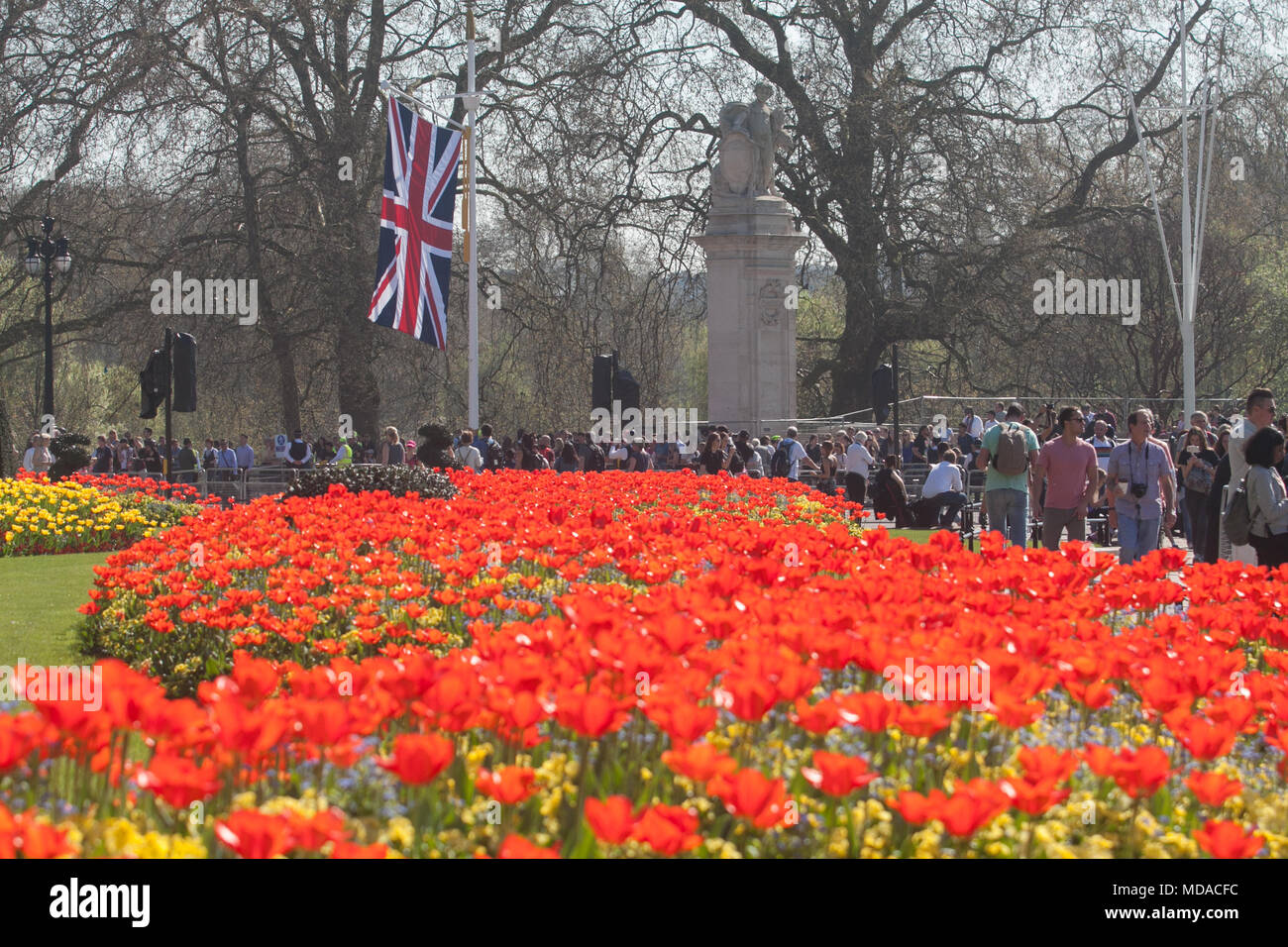 Londra REGNO UNITO. Il 19 aprile 2018. Regno Unito Meteo: pedoni a piedi passato un letto di tulipani rossi bagnata dal sole primaverile di fronte a Buckingham Palace. Oggi è stato il giorno più caldo dell'anno Credito: amer ghazzal/Alamy Live News Foto Stock