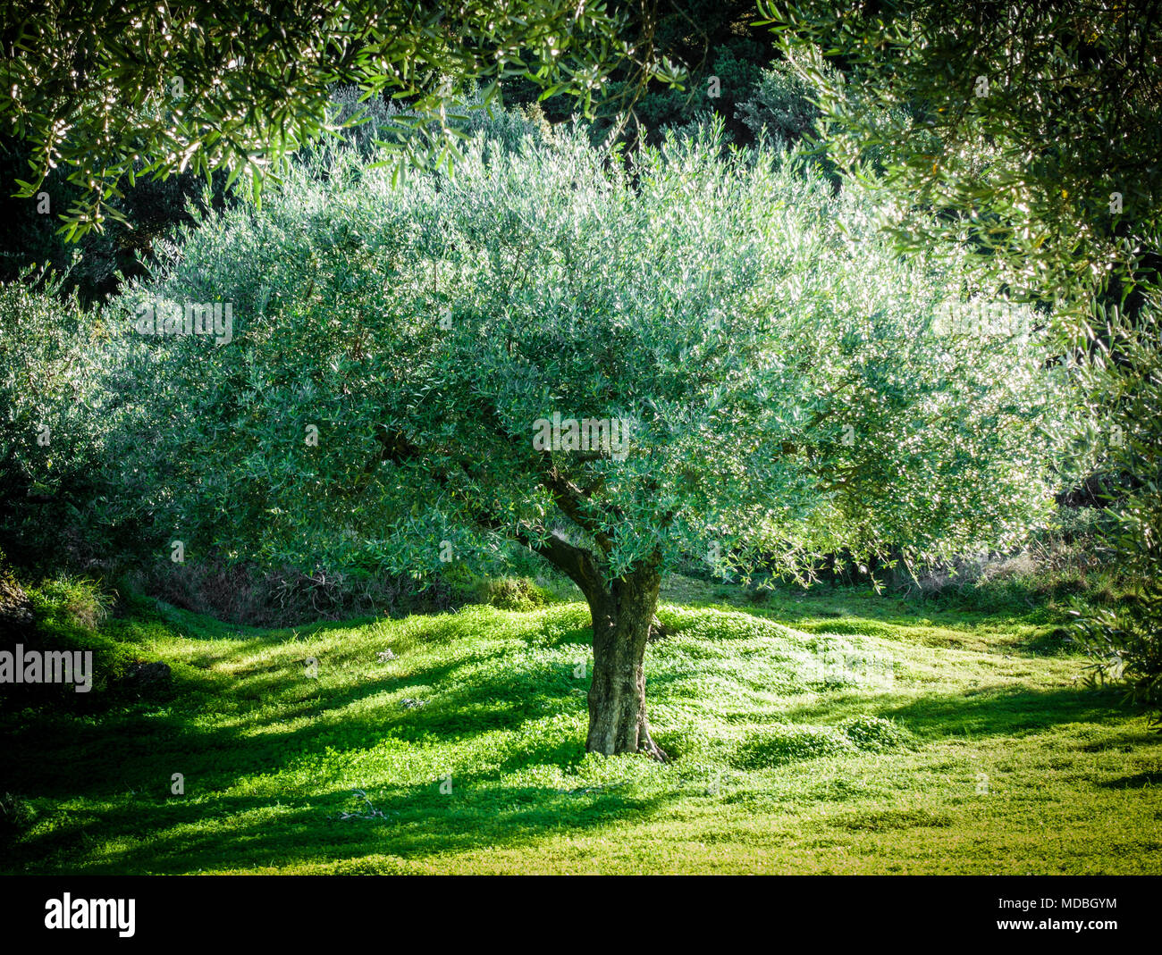 Vista di un albero con il fogliame lussureggiante in background in autunno, Grecia Foto Stock