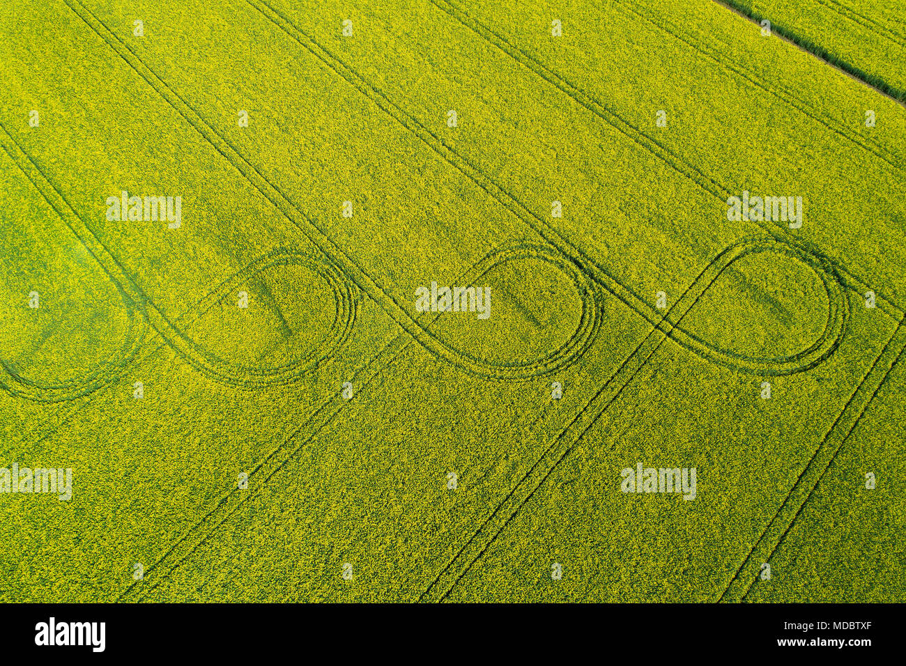 Tracce di pneumatici in giallo campo di colza, vicino a Methven, metà Canterbury, South Island, in Nuova Zelanda - antenna fuco Foto Stock
