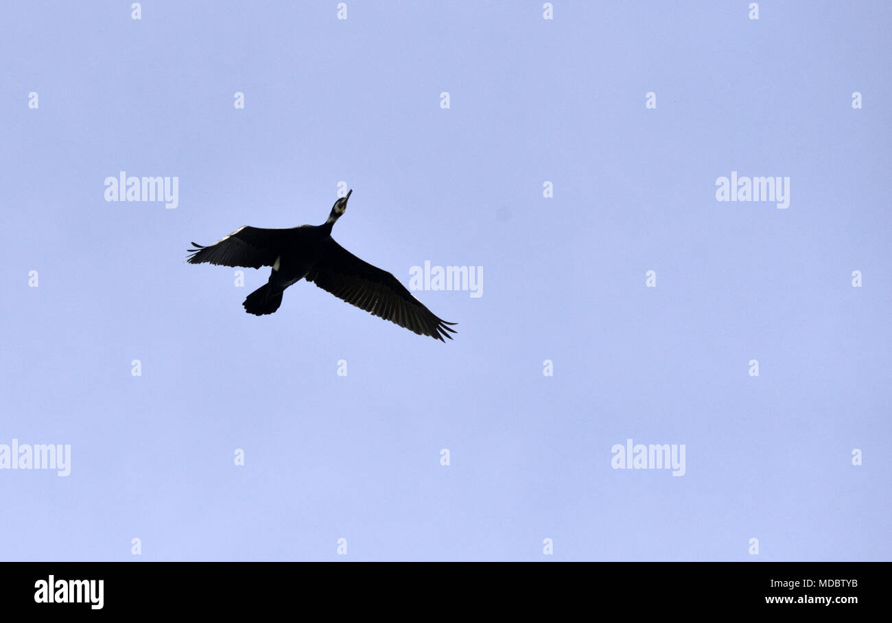 Il cormorano uccelli sugli alberi su isola di golem grad, lago Prespa, macedonia, immagine di un Foto Stock