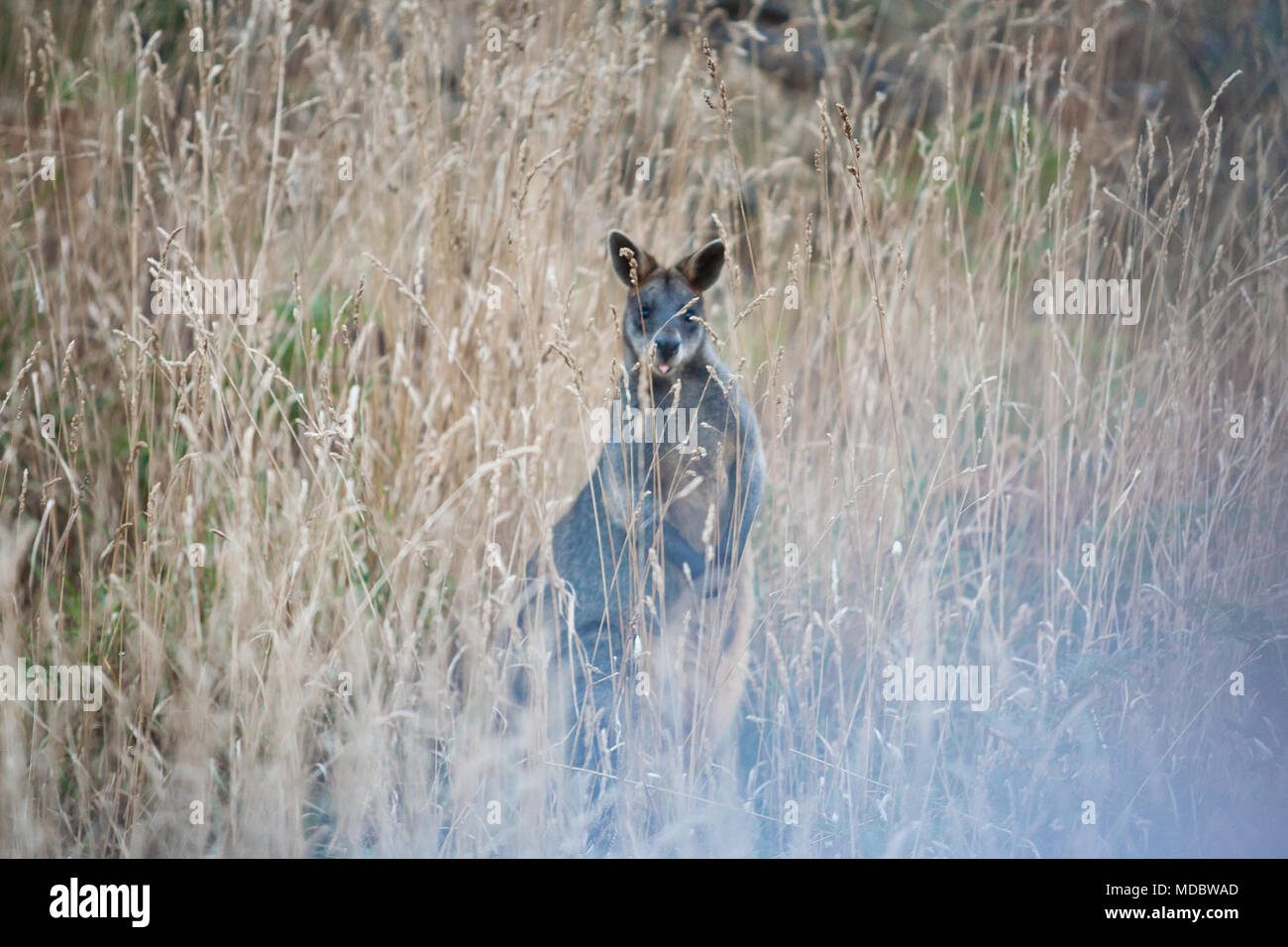 Wallaby Foto Stock