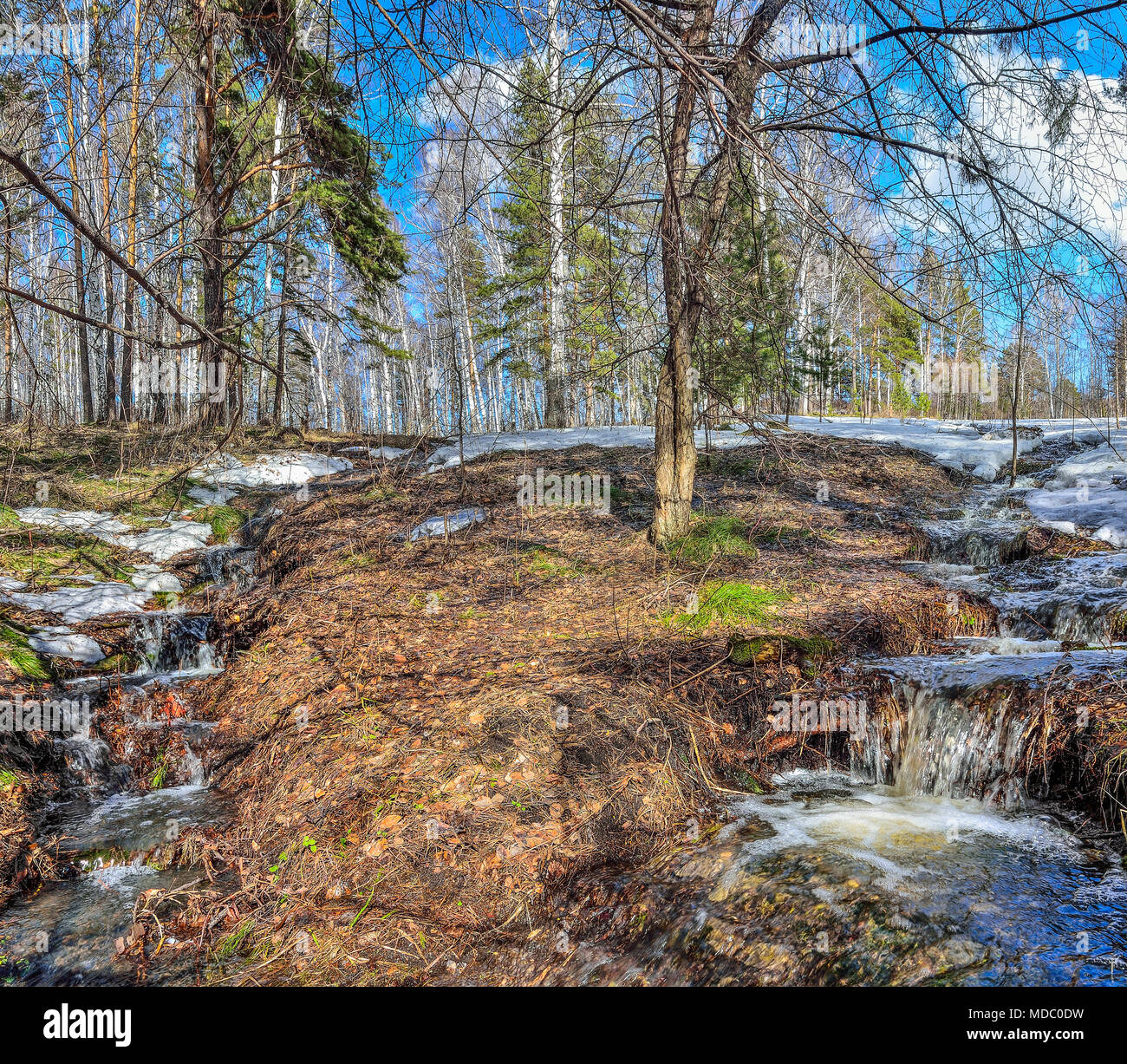 Inizio della primavera paesaggio della foresta dove betulle bianche, verde di pini e primo erba giovane, con fusione della neve e brooks a bright giornata soleggiata w Foto Stock