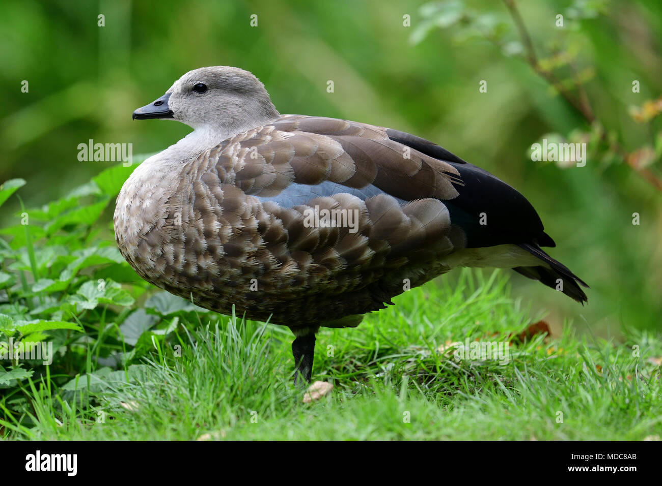 Vista laterale di un blue winged goose nel selvaggio (Cyanochen cyanoptera) Foto Stock