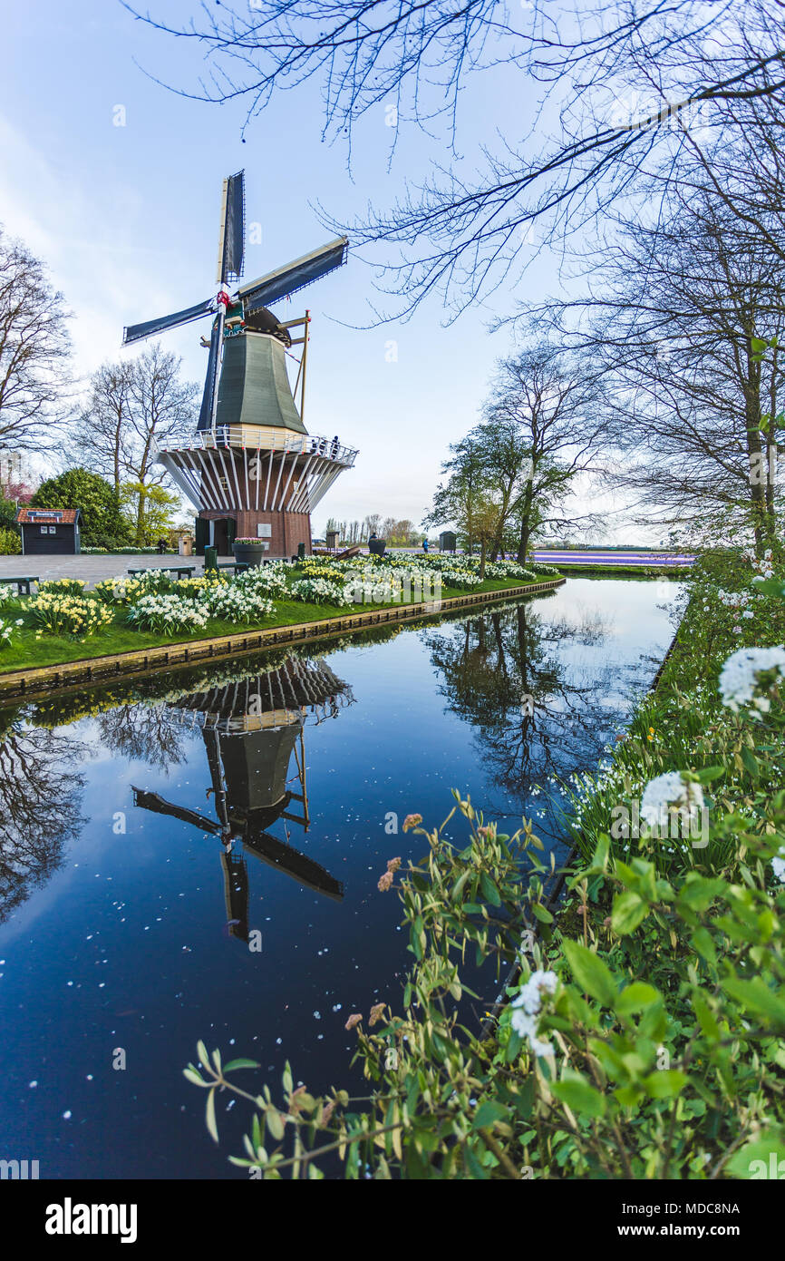 Il mulino a vento e tulipani in giardini Keukenhof. Lisse, South Holland provincia, Paesi Bassi Foto Stock