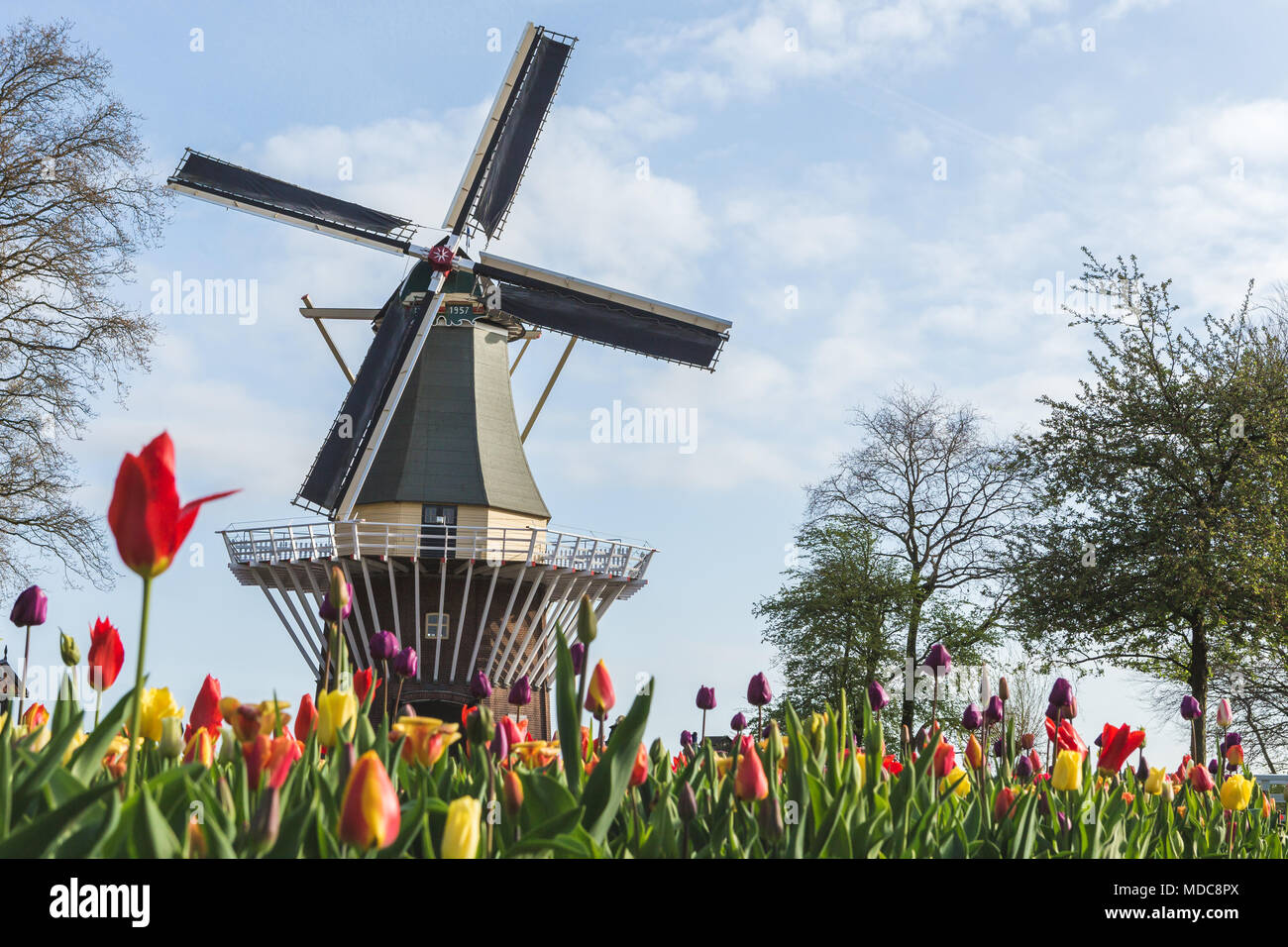 Il mulino a vento e tulipani in giardini Keukenhof. Lisse, South Holland provincia, Paesi Bassi Foto Stock