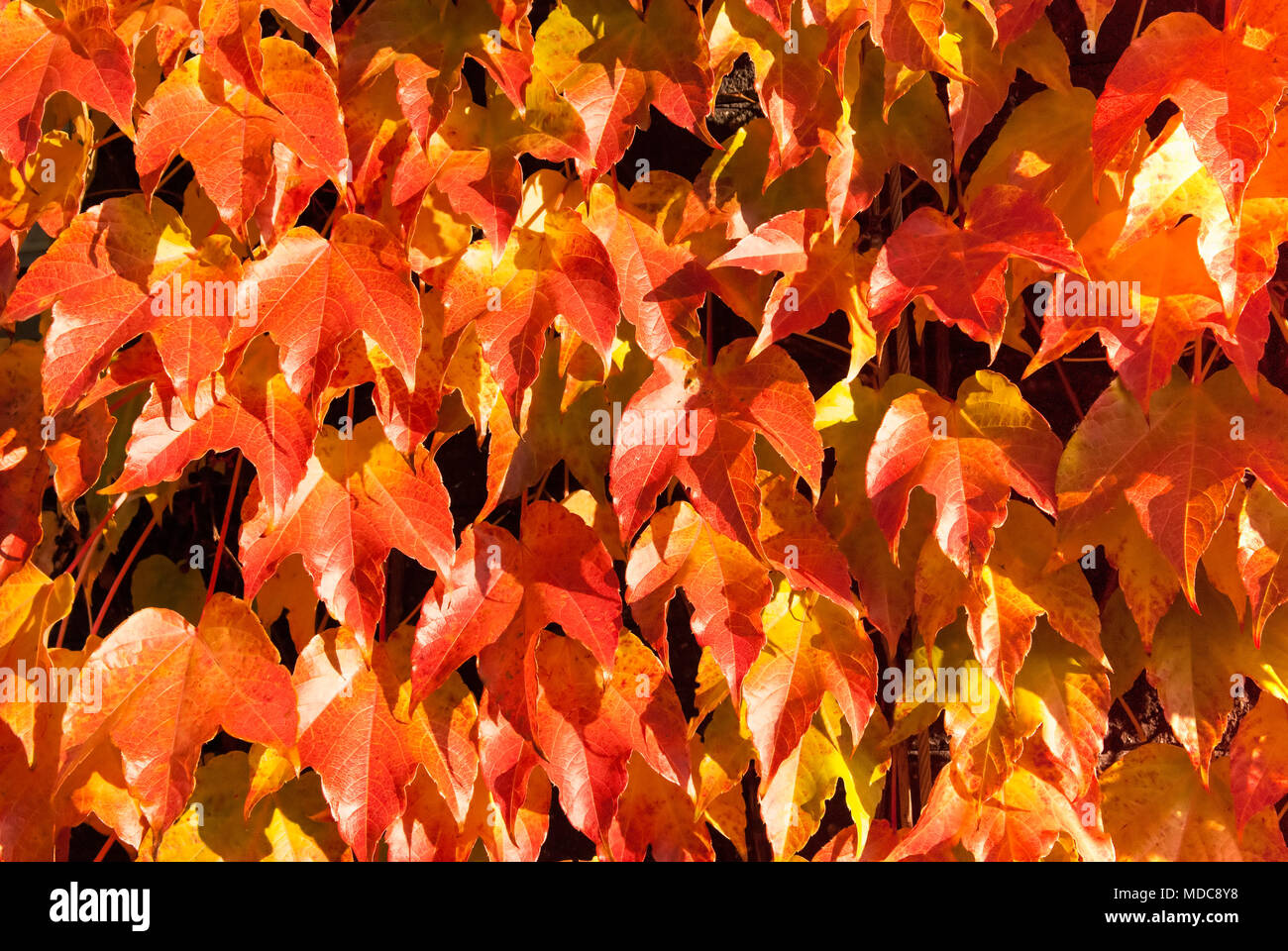 Foglie di autunno arancione sfondo viola. Foto Stock