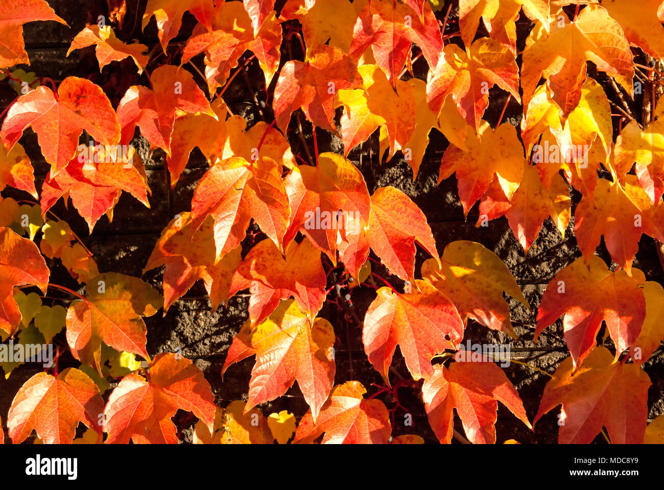 Foglie di autunno sfondo arancione. Foto Stock
