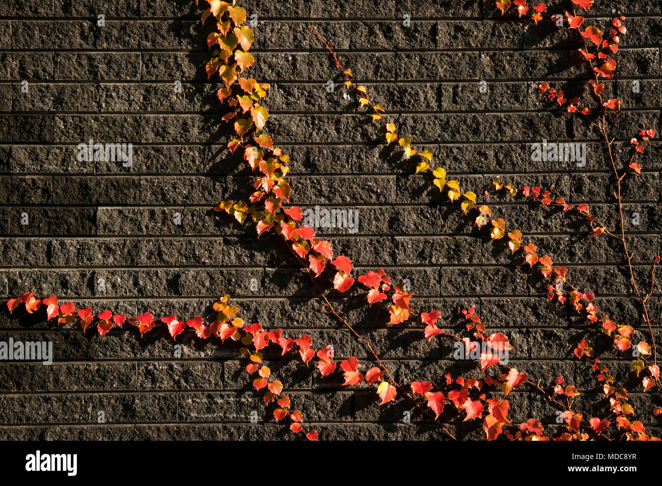 Foglie di autunno sui mattoni sfondo. Foto Stock