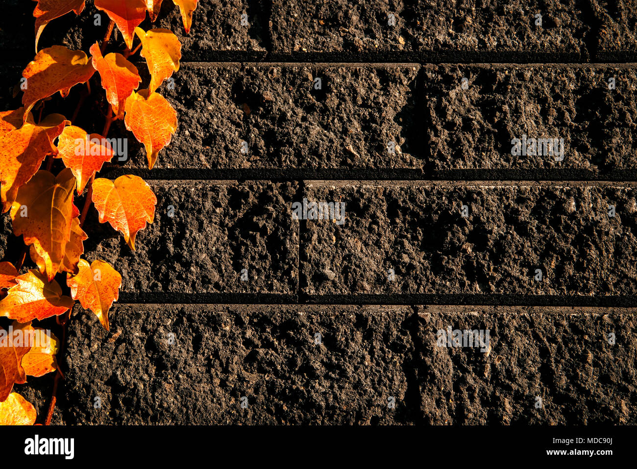 Foglie di autunno sul grigio a muro in mattoni. Foto Stock