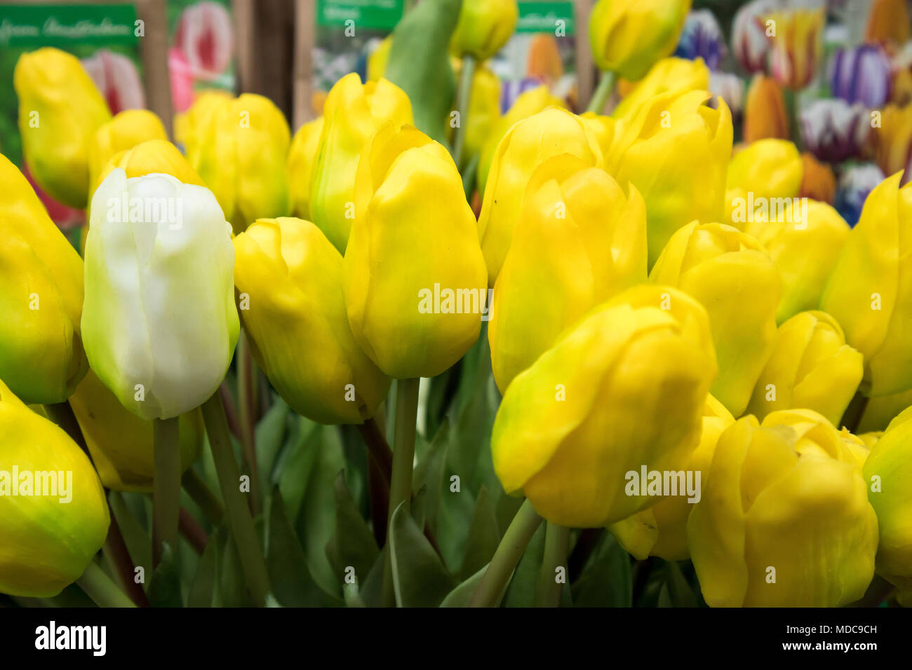 Falsa Seta tulipani sul mercato di Amsterdam. Foto Stock