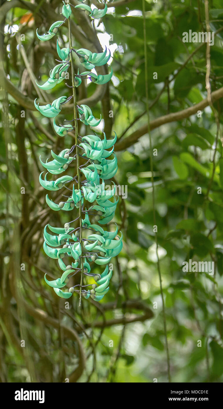 Jade Vine, Smeraldo Vine o Turchese Jade Vine [Strongylodon macrobotrys]. Barbados Giardino Botanico. Foto Stock