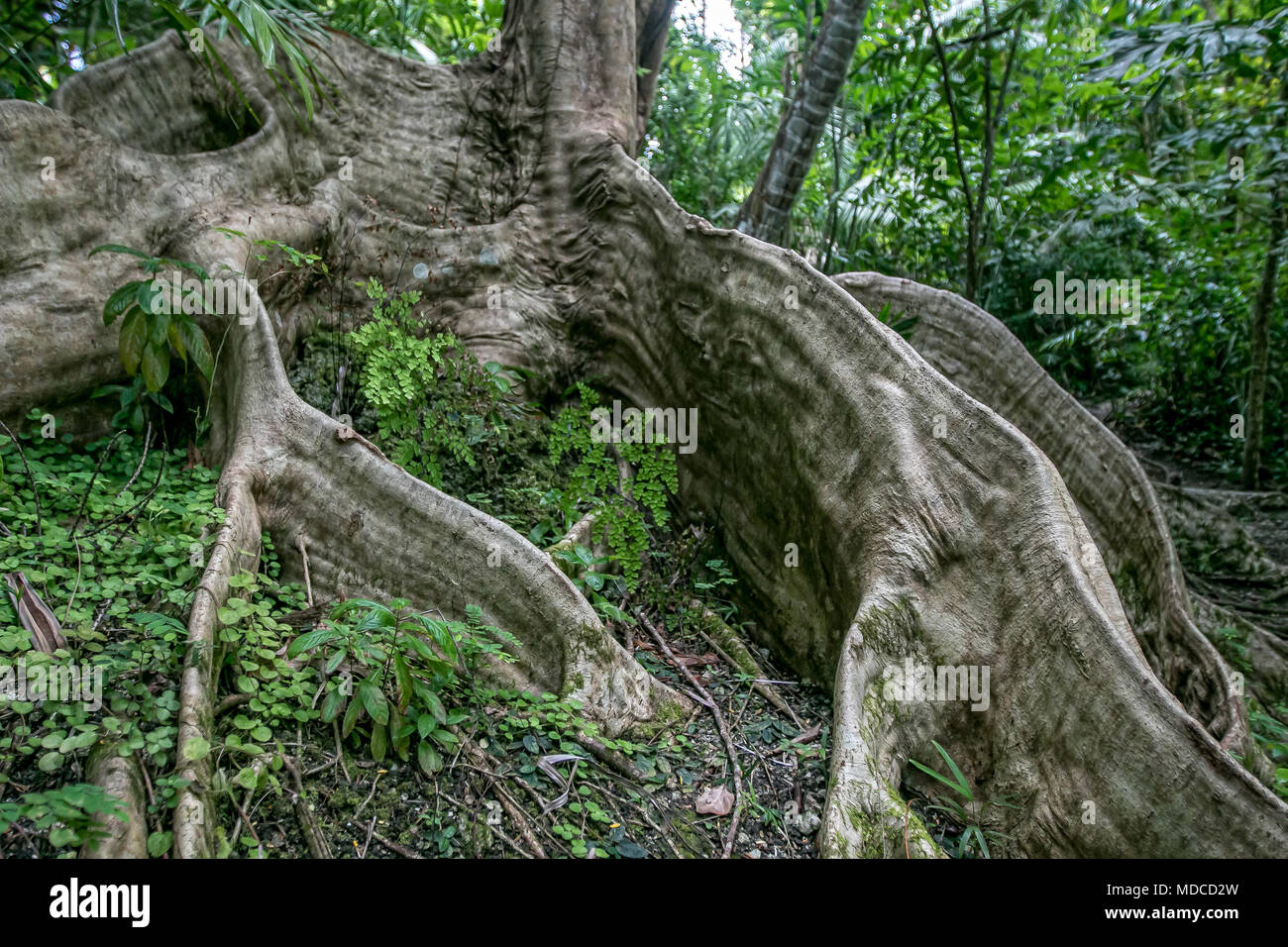 Le radici alla base di un albero fiammeggiante [Delonix regia]. Barbados Giardino Botanico. Foto Stock