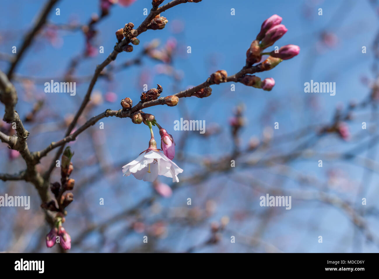 Blossom tree oltre il cielo blu sullo sfondo Foto Stock